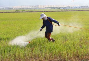 农业生产中,农药化肥使用时常见的5点误区,不少农户会犯错