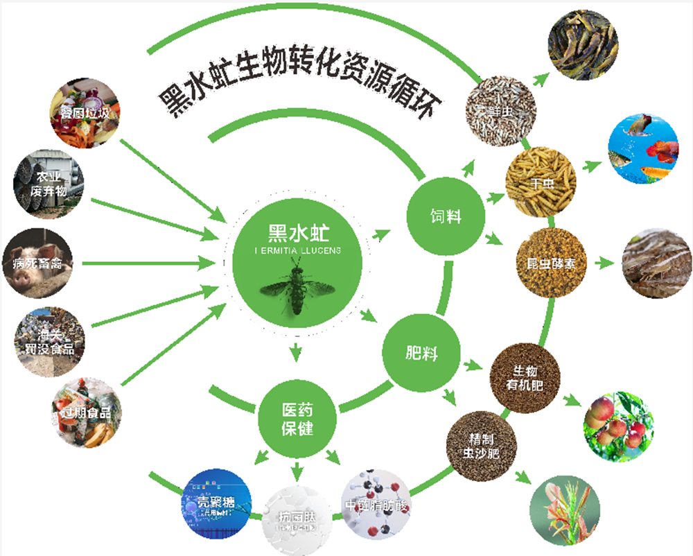 广东团标:推动厨余垃圾养殖黑水虻产业化-中国质量新闻网